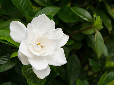 gardenia bush trimming